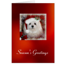 Snowdrop the Maltese Christmas Card