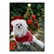 Snowdrop the Maltese Christmas Card