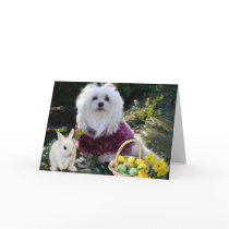 Snowdrop the Maltese Easter Card