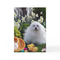 Snowdrop the Maltese Easter Card