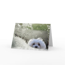 Snowdrop the Maltese Greeting Card