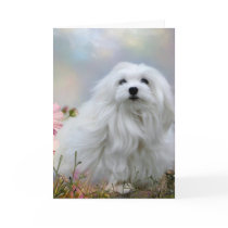 Snowdrop the Maltese Greeting Card