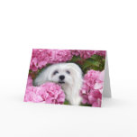 Snowdrop the Maltese Greeting Card