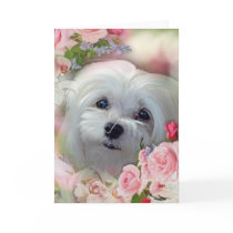 Snowdrop the Maltese Greeting Card