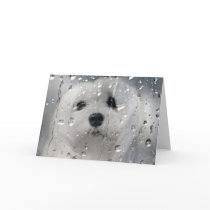 Snowdrop the Maltese Greeting Card