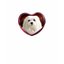 Snowdrop the Maltese T Shirt