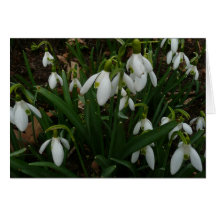 Snowdrops Card