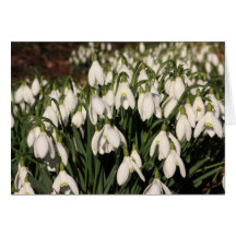 Snowdrops Card