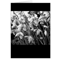 Snowdrops Card
