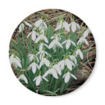Snowdrops Magnet