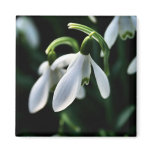 Snowdrops magnets