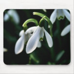 Snowdrops mousepads