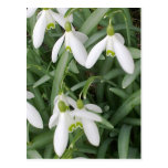 Snowdrops Postcard
