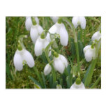Snowdrops Postcard
