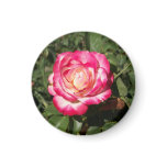 snowfire rose magnet