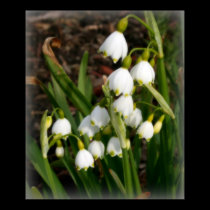 Snowflakes (Leucojum Aestivum) posters