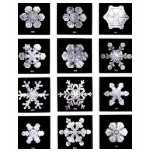 Snowflakes t-shirts