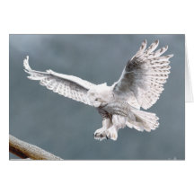 Snowings Greeting Cards