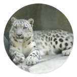 SnowLeopardM003