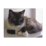 Snowshoe Postcard