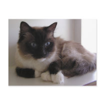 Snowshoe Postcard