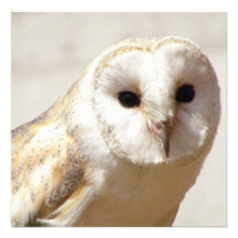 Snowy Barn Owl Invitations