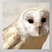 Snowy Barn Owl  Poster