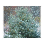 Snowy Christmas Tree Stretched Canvas Print