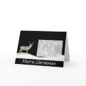 Snowy Deer cards