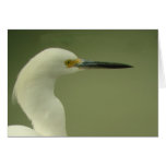 Snowy Egret Card