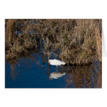 Snowy Egret