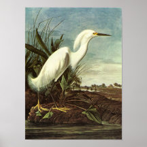 Snowy Egret, John James Audubon Print