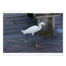 Snowy Egret Photo