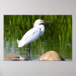 Snowy Egret posters