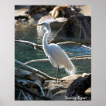 Snowy Egret Poster posters