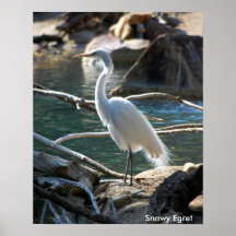 Snowy Egret Poster
