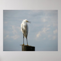 Snowy Egret Print