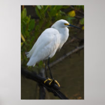Snowy Egret Print