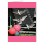 Snowy Egrets/Colour Card