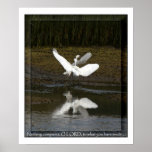Snowy Egrets & Poem Print