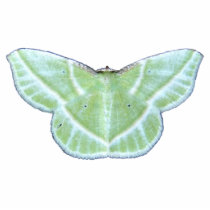 Snowy Emerald moth ~ acrylic Photo Cut Out