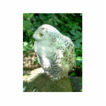 Snowy Owl Bird photo sculptures