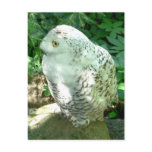 Snowy Owl Bird Postcard
