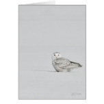 Snowy Owl Card