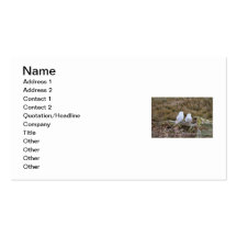 Snowy Owl Couple Business Cards