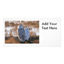Snowy Owl Couple Photo Cards