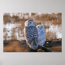 Snowy Owl Couple Posters