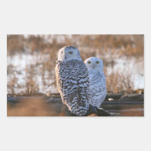 Snowy Owl Couple Rectangular Stickers