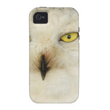 Snowy Owl iPhone 4/4S Covers