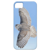 Snowy Owl iPhone 5 Cases